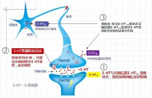 如何规律用药治疗早泄?舍曲林等抗抑郁药治疗早泄的机理