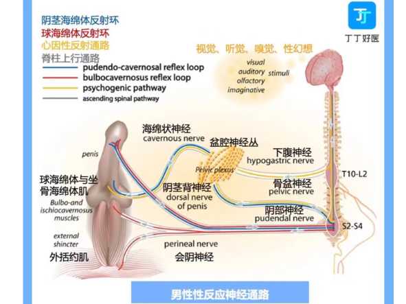 习惯性早泄?龟头和系带特别敏感,怎么办?