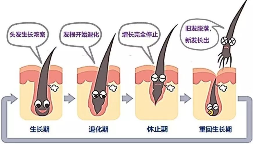 退行期:时间为2~3周,毛母细胞停止分裂,毛囊开始周期性萎缩,头发开始