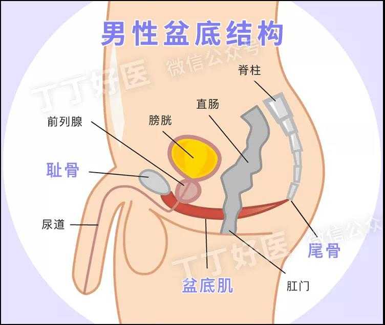 8张图100个动作详解男性『性福肌』,每个男人都应该学习pc100盆底肌